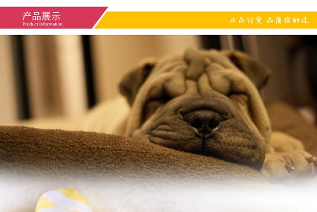 Chó đồ chơi Teddy Bear puppy chó con chó nhỏ sang trọng gối xương mèo cưng cắn răng hàm - Mèo / Chó Đồ chơi đồ chơi cho chó con